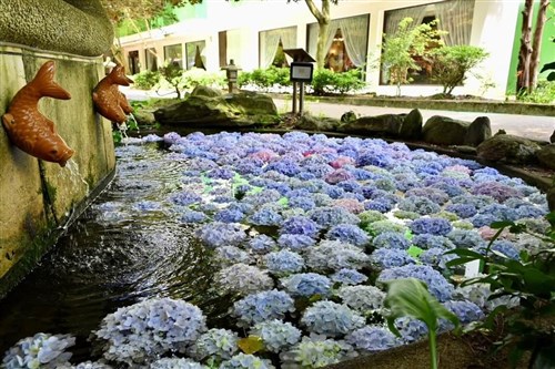 アジサイで「花手水」　幻想的な風景で行楽客の目を引く／台湾・武陵農場