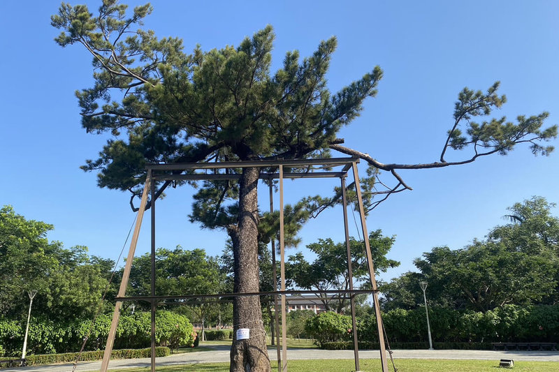 台南山上花園水道博物館園區被稱為「親王松」的琉球松老樹,經農業局委託專家診治,確認是遭松材線蟲侵襲,立即展開治療作業。(台南市文化局提供)中央社記者楊思瑞台南傳真 112年11月19日